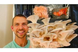 在室内种植蘑菇以促进商业和娱乐 ( Growing Mushrooms Indoors for Business and Pleasure )
