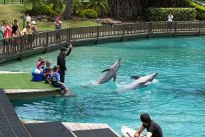 油管上的9个最佳动物园频道