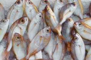 14个最佳磁铁钓鱼油管频道+视频