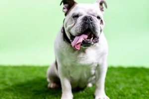 狗爱好者的9个最佳斗牛犬油管频道