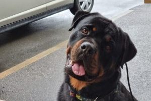 10个最佳罗威纳油管频道