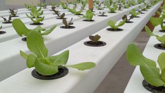 家庭水培指南(Guide of Home Hydroponics)